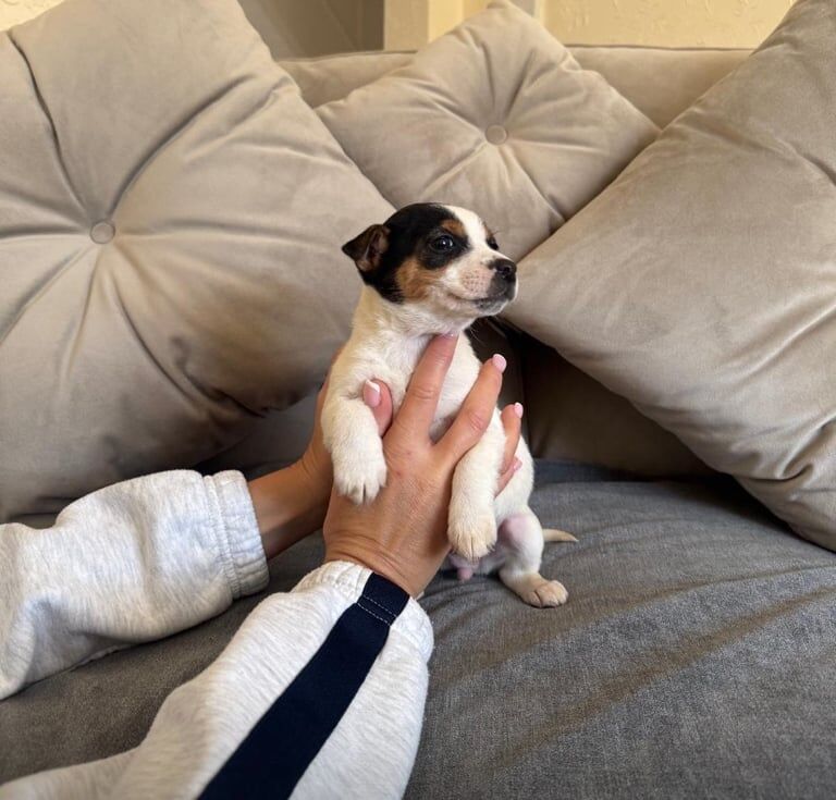 Jack russel puppy's / merel for sale in Northfleet, Kent