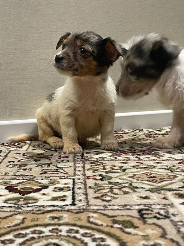 Jack Russel pups 2 boys 1 girl for sale in Leicester, Leicestershire - Image 4