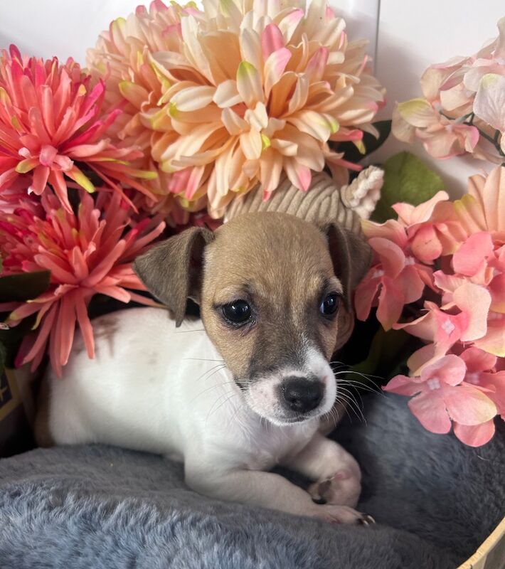 Jack russel pups for sale in Lincolnshire 