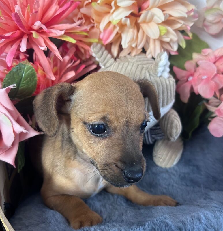 Jack Russell Puppies for sale in Lincolnshire 