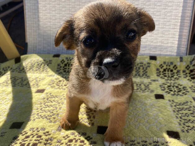 Jack russel pups for sale in Stockton-on-Tees, County Durham