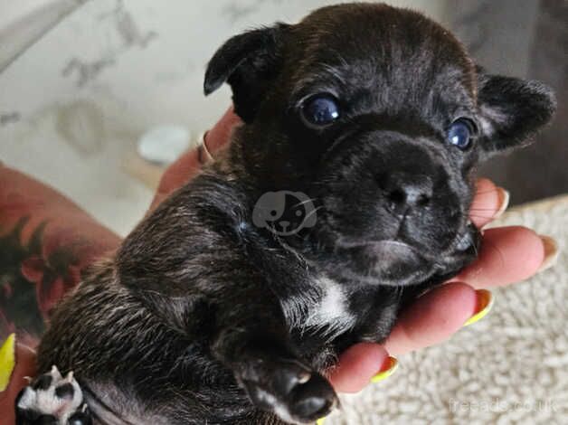 Jack Russel pups for sale in Bedlington, Northumberland