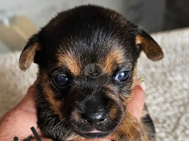 Jack Russel pups for sale in Bedlington, Northumberland - Image 2