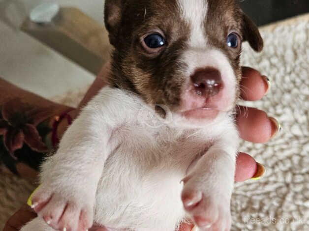 Jack Russel pups for sale in Bedlington, Northumberland - Image 4