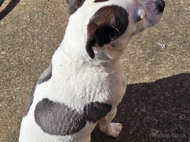 Jack Russel pups for sale in Bedlington, Northumberland - Image 5