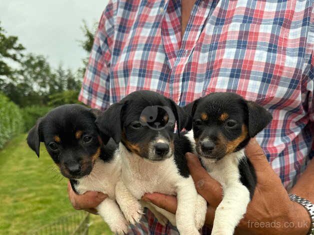 Jack russel pups for sale in Eastleigh, Devon