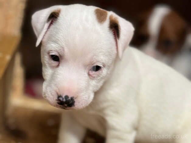 Jack Russel pups for sale in Nottingham, Nottinghamshire