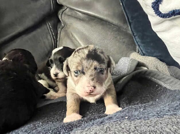 Jack Russel pups for sale in Waterlooville, Hampshire