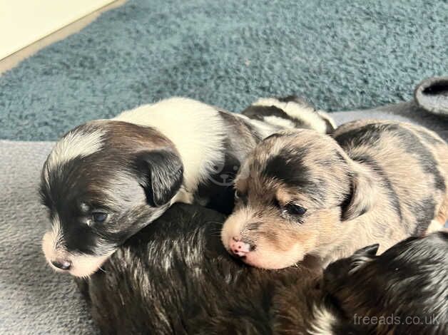 Jack Russel pups for sale in Waterlooville, Hampshire - Image 4