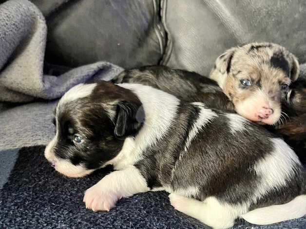 Jack Russel pups for sale in Waterlooville, Hampshire - Image 5