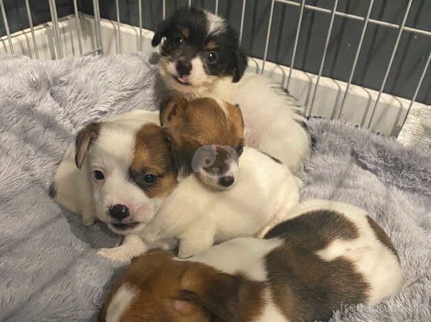 Jack russel pups for sale in Waterlooville, Hampshire