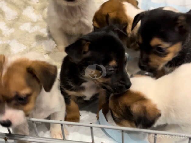 Jack russel pups for sale in Waterlooville, Hampshire - Image 2