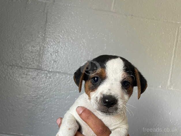 Jack Russel Pups for sale in Sandy, Carmarthenshire