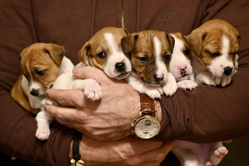 Jack Russel - RARE LITTER OF 9 PUPPIES for sale in London