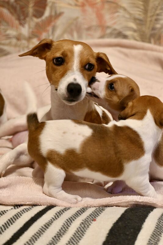 Jack Russel - RARE LITTER OF 9 PUPPIES for sale in London - Image 2