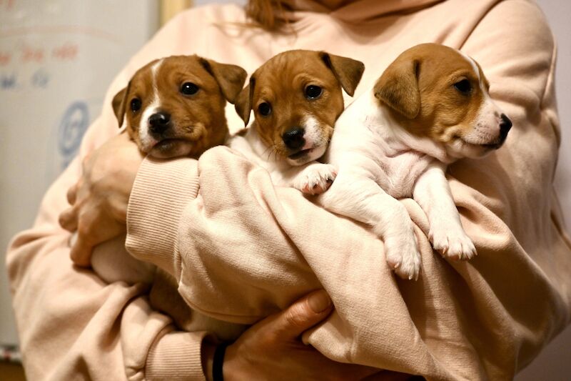 Jack Russel - RARE LITTER OF 9 PUPPIES for sale in London - Image 3