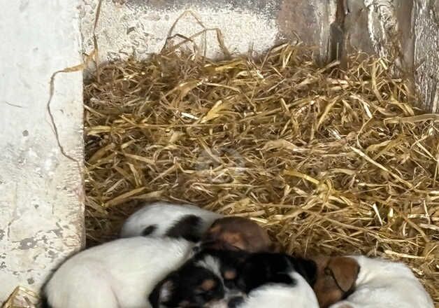 Jack Russel terrier pups ready now all boys for sale in Royal Leamington Spa, Warwickshire - Image 3