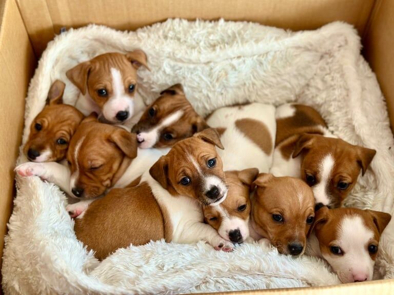 Jack Russel Terrier - RARE LITTER OF 9 PUPPIES for sale in Newham, Cornwall