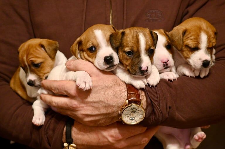 Jack Russel Terrier - RARE LITTER OF 9 PUPPIES for sale in Newham, Cornwall - Image 2