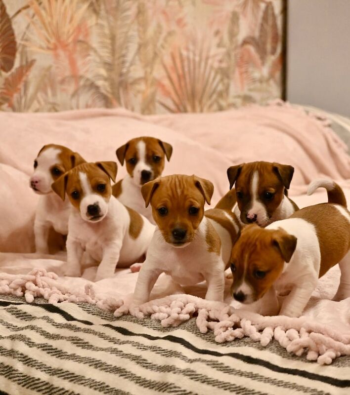 Jack Russel Terrier - RARE LITTER OF 9 PUPPIES for sale in Newham, Cornwall - Image 3