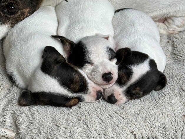 Jack Russel Terrier - short legs for sale in Doncaster, South Yorkshire