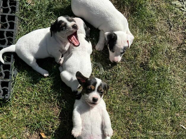 Jack Russel Terrier - short legs for sale in Doncaster, South Yorkshire - Image 2