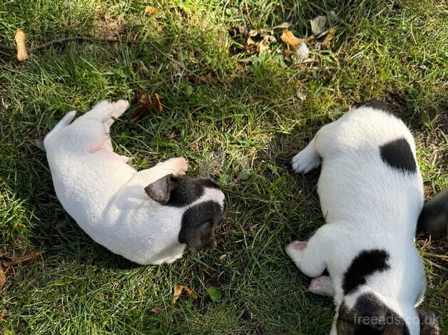 Jack Russel Terrier - short legs for sale in Doncaster, South Yorkshire - Image 3