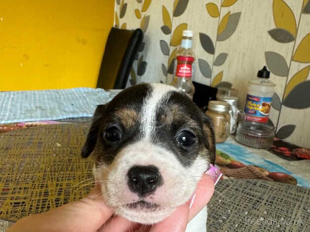 Jack Russel Terrier - short legs for sale in Doncaster, South Yorkshire - Image 4