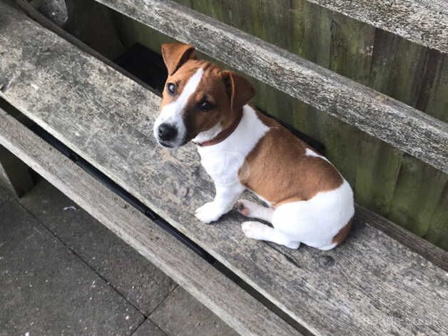 Jack Russel terroir dog for sale in Dudley, Tyne and Wear