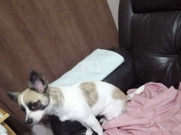 Jack Russel X Chihuahua for sale in Dudley, Tyne and Wear