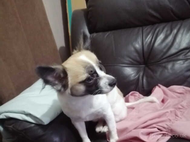 Jack Russel X Chihuahua for sale in Dudley, Tyne and Wear - Image 2