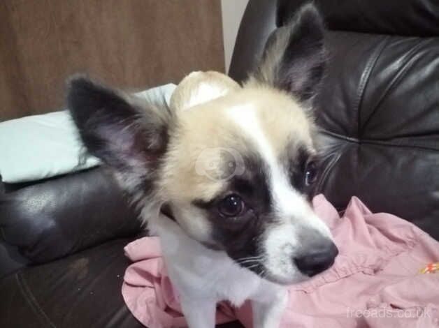 Jack Russel X Chihuahua for sale in Dudley, Tyne and Wear - Image 3