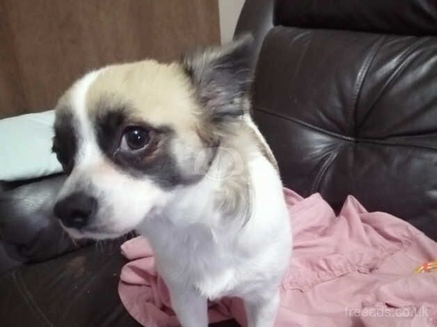 Jack Russel X Chihuahua for sale in Dudley, Tyne and Wear - Image 4