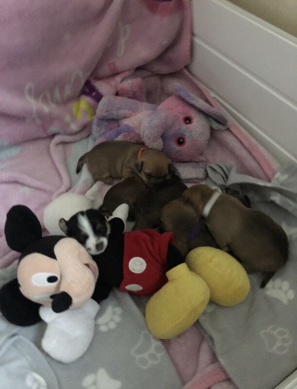 Jack Russel x Chihuahua puppies for sale in Bradford, West Yorkshire