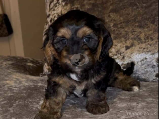 Jack Russel X Cockerspainel females for sale in Rochester, Kent