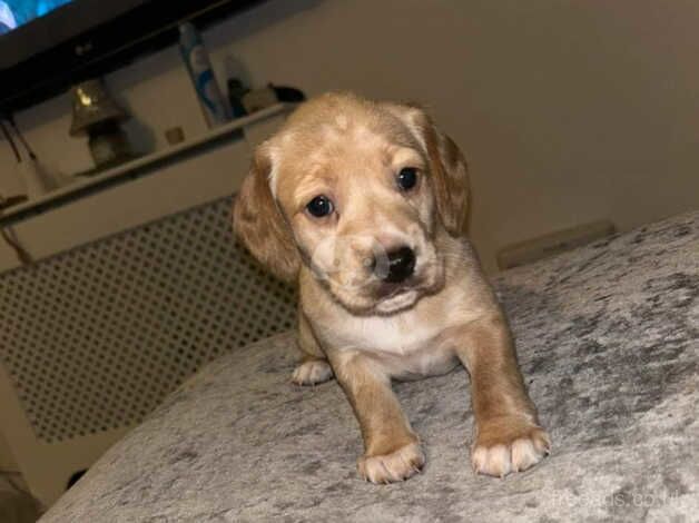 Jack Russell Puppies for sale in Kent