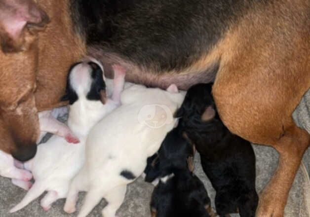 Jack Russells for sale in Poole, Dorset