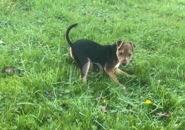 Jack Russel X Lakeland for sale in Poole, Dorset - Image 5