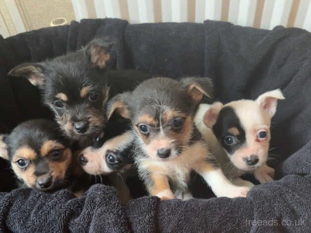 Jack Russel x Yorkshire Terrier for sale in Coalville, Leicestershire