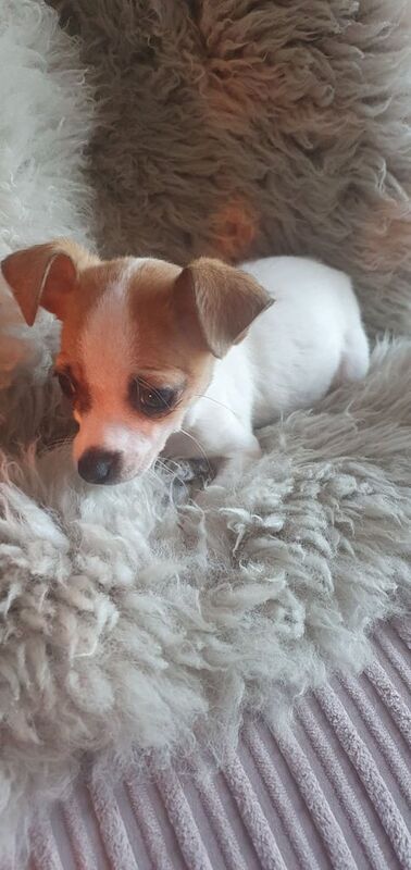 Jack Russell for sale in Kelty, Fife