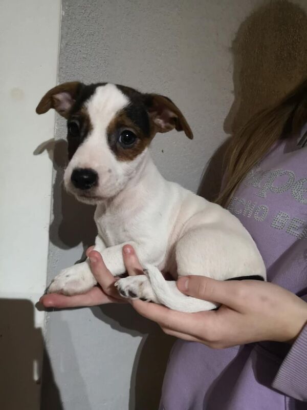 Jack Russell for sale in Buckie, Moray