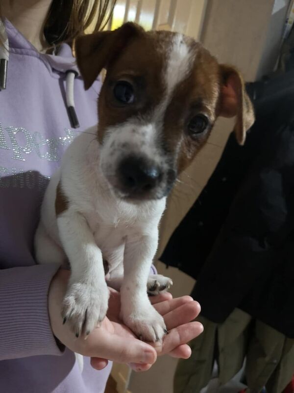 Jack Russell for sale in Buckie, Moray - Image 2