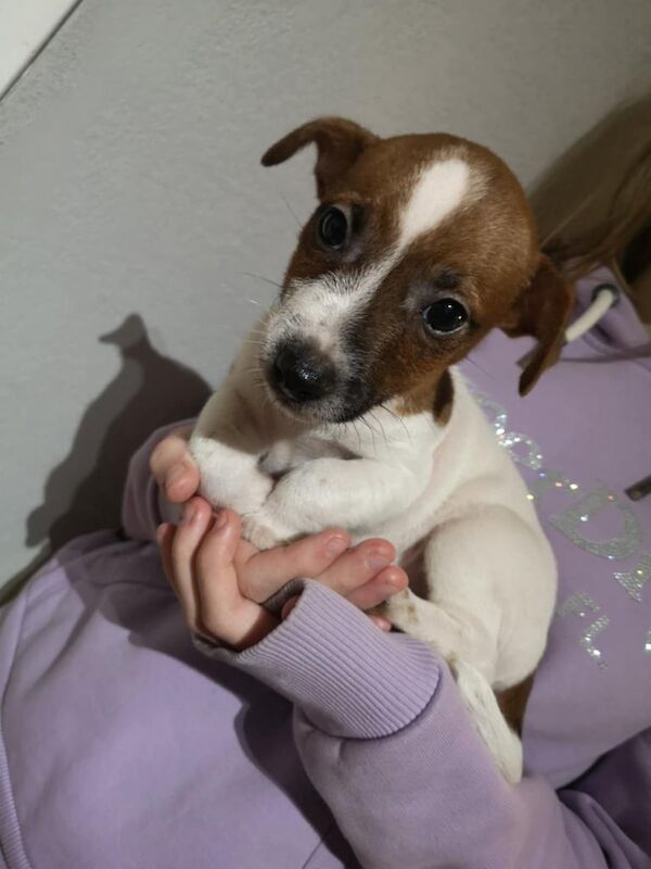 Jack Russell for sale in Buckie, Moray - Image 3