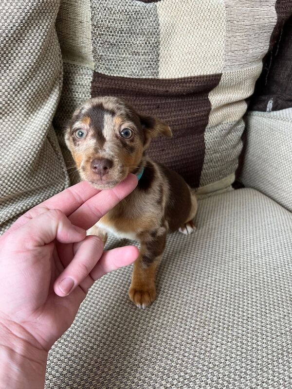 Jack Russell for sale in High Wycombe, Buckinghamshire - Image 1