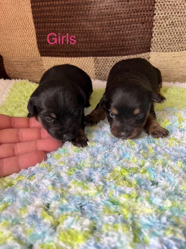 Jack Russell Puppies for sale