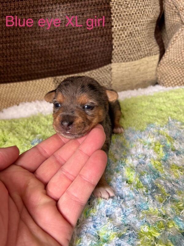 Jack Russell for sale in Amersham, Buckinghamshire - Image 4