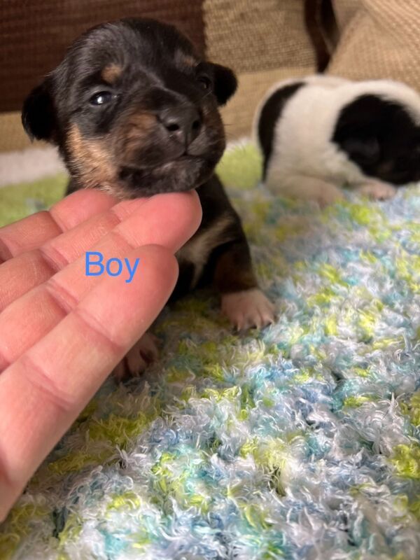 Jack Russell for sale in Amersham, Buckinghamshire - Image 5