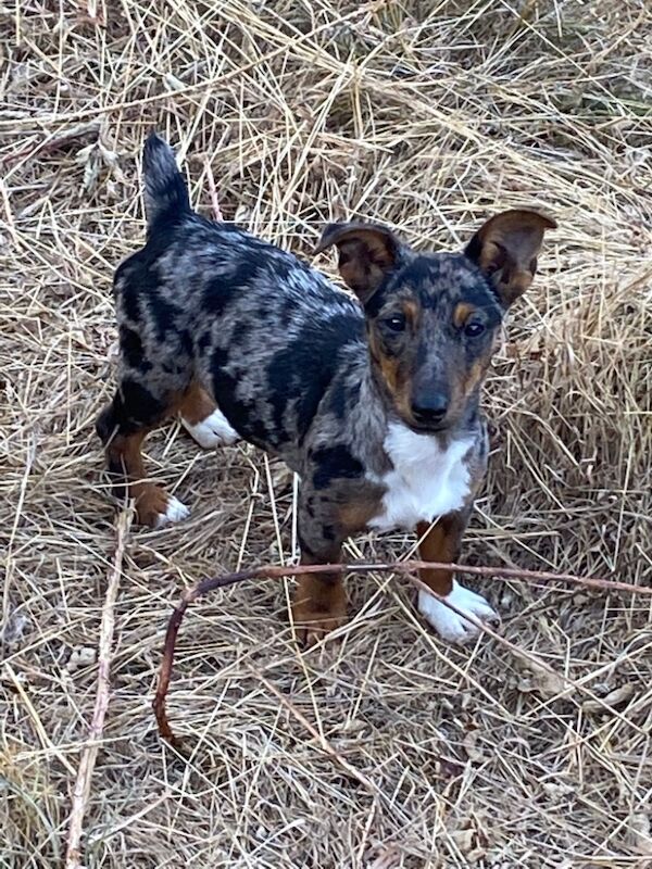 Jack Russell for sale in Amersham, Buckinghamshire - Image 8