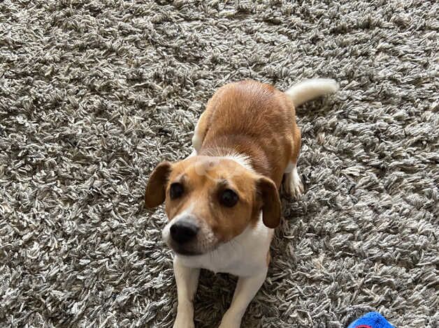 Jack Russell bitch for sale in Stoke-on-Trent, Staffordshire - Image 1