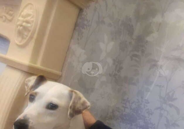 Jack Russell bitch for sale in Willenhall, West Midlands - Image 3